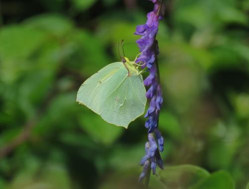 Réf. 266 034 : Gonepteryx cleopatra